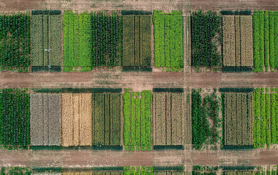 Aerial drone POV green crop patches forming pattern in agricultural field
