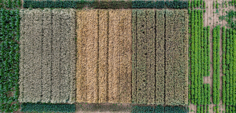 Aerial drone POV contrasting crop patches forming pattern in agricultural field
