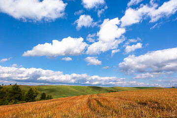 Obraz premium 北海道美瑛、10月の麦畑・日本