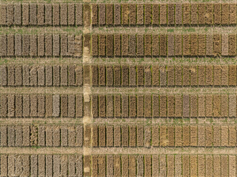 Aerial drone POV brown rectangular patches forming pattern in rural field
