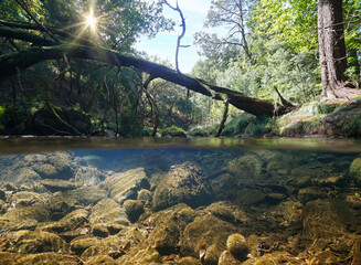 Fallen tree trunk on river in the forest, split level view over and under water surface, Spain,...