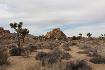 Joshua Tree Park, Californie