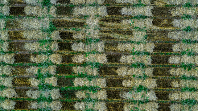 Aerial drone POV green crop patches forming pattern in agricultural field
