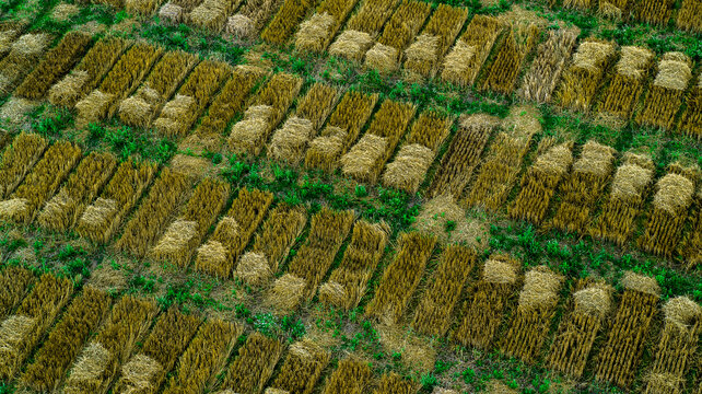 Aerial drone POV green and brown crop patches forming pattern in agricultural field
