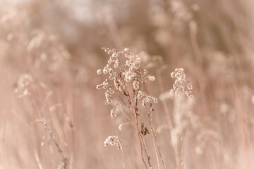 Feld mit beigen Trockenblumen, Closeup vor unscharfem Hintergrund 