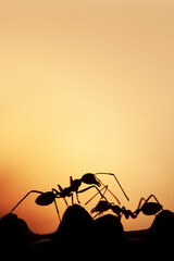 Two green ants walking on a vine at sunset. - 487045221
