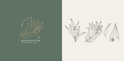 Vector illustration eucalyptus blue gum branch - vintage engraved style. Logo composition in modern botanical style.