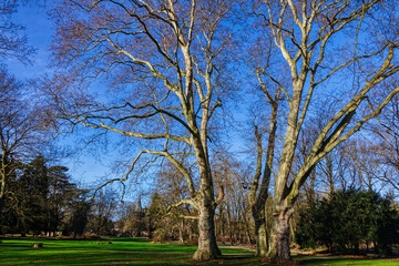 Fototapeta premium Große alte Platanen in einem historischen Schlosspark in Paffendorf