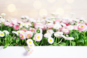 Happy Easter concept with easter daisy flowers in wooden basket  spring time . Easter background with copy space.