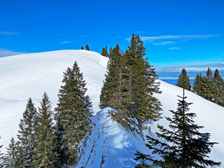 Picturesque canopies of alpine trees in a typical winter atmosphere after heavy snowfall in the Swiss Alps, Schwägalp mountain pass - Canton of Appenzell Ausserrhoden, Switzerland (Schweiz)