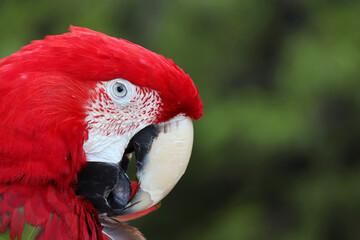 Portrait of red macaw parrot sitting on a branch on blurred green background