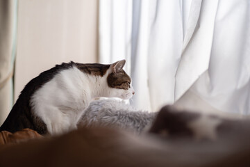 窓辺へ移動する猫　キジトラ白