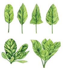 Watercolor Spinach leaf and plant set isolated on white background. Greenery hand drawing illustration. Healthy food.