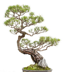 Bonsai pine tree. Isolated on white background