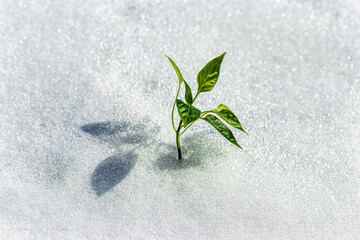 A green sprout breaking through the snow in spring.