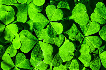 Background with green clover leaves for Saint Patrick's day. Shamrock as a symbol of fortune.