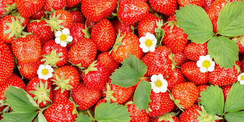 Strawberries berries fruits strawberry berry fruit from above with leaves and blossoms panorama