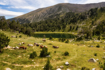 Fototapeta na wymiar Summer landscape in La Cerdanya, Pyrenees mountain lake, Catalonia, Spain.