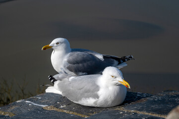 Mouettes sur la côte normande autour du Mont Saint-Michel