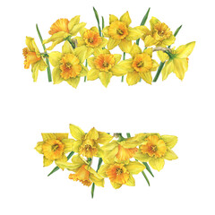 Banner with yellow narcissus flowers (daffodil, easter bell, jonquil, lenten lily). Floral botanical picture. Hand drawn watercolor painting illustration isolated on white background. - obrazy, fototapety, plakaty