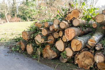 stack or pile of firewood after storm