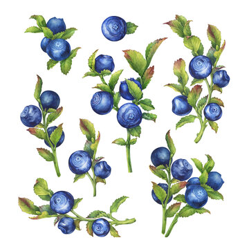 Set of huckleberry on twigs with green leaves and dark blue berries (bilberry, whortleberry, blueberry, hurtleberry, blaeberry) Watercolor hand drawn painting illustration isolated on white background