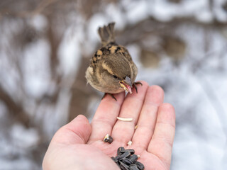 Sparrow eats seeds from a man's hand