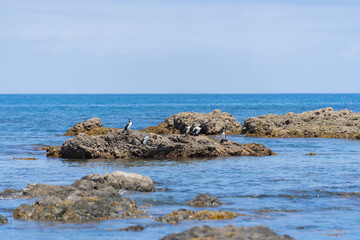 Fototapeta na wymiar Rugged rocky coastline with pied shags sunning themselves on rocks in view to horizon on east coast of Bay Of Plenty, New Zealand at Te Kaha.