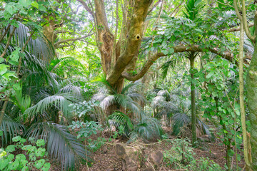 Lush New Zealand bush in Hukutaia Domain