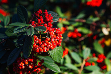 Red berries hang on the branches in clusters. Berries are a source of vitamins and healthy nutrition for a healthy lifestyle