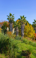 Exotic tropical trees in the park on a clear sunny summer day. There is a clear blue sky around.
