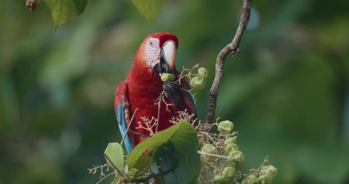 Scarlet Macaw, Ara macao, eats unripe drupe fruits from a tree twig. Close up, slowmotion