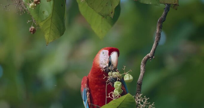 reddish Scarlet Macaw, Ara Macao, feeds on unripe fruits using its paw. Medium close up, static