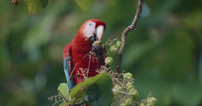 lovely scarlet macaw (Ara macao) using the paw and beak to eat the fruit of Teak tree