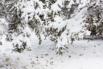 In the cold winter, the wild plants are covered with thick snow