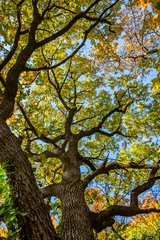 Gardinen big branches on autumn tree  © babaroga