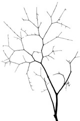 Tree branch isolated on white background