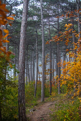 Obraz premium misty autumn forest in the morning 