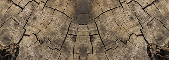 A cut trunk of very old and huge tree with clear tree rings and wood cracks visible