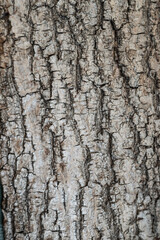 Fototapeta premium The structure of the bark of the tree is gray