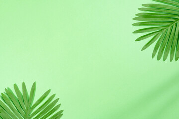 Palm leaves on a green background with shadows and copy space