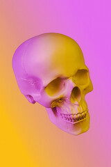 Pink yellow gypsum human skull isolated on colorful background. Plaster sample model skull for students of art schools. Forensic science, anatomy and art education concept. Mockup for drawing design.