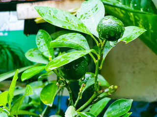 Young lemon on the tree