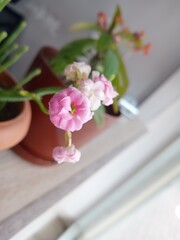 Fototapeta na wymiar orchid in a vase