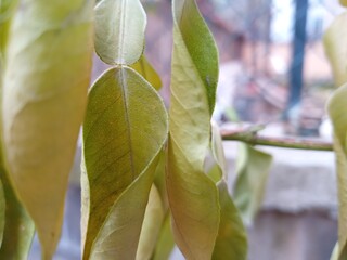 green leaves on the tree