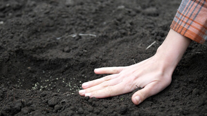 Close up view of a female farmer hands planting seeds in the garden. Bury seeds in the ground. The concept of organic farming and spring gardening