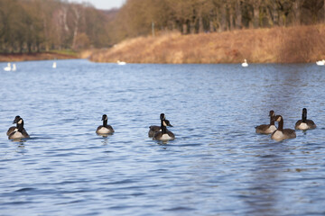 group of canada geese are swimming on a lake