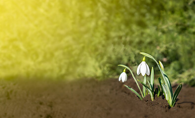 snowdrops in the garden, space for text, spring flowers in the garden