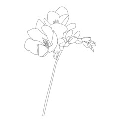 Freesias outline monochrome sketch object isolated stock vector illustration for web, for print, for coloring page
