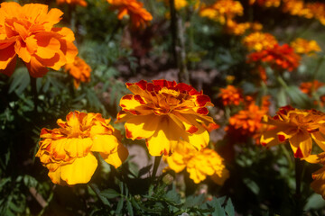 orange calendula flowers in the garden